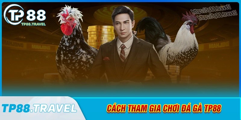 Hướng dẫn bắt đầu hành trình khám phá đá gà tp88